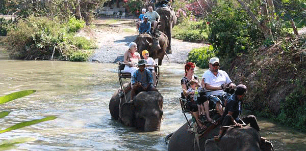 Going to the Elephant Village in Pattaya – What You Need to Know